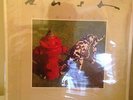 Rush Signals Original LP Sealed