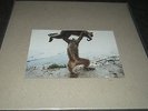 SHELLAC Dude Incredible (LP + CD) (180 gram vinyl) (Big Black / Rapeman)