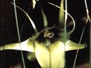 Psychic TV - Dreams Less Sweet LP Vinyl 2014 Reissue on Angry Love NEW SEALED