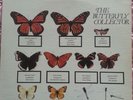 The jam butterfly collector double live album from Boston Massachusettes