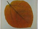 Pete Jolly - Seasons LP - A&M - SP-3033 VG+