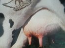 Aerosmith  Get A Grip LP rare vinyl double album 1993 GEF24444
