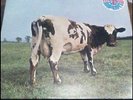 pink floyd atom heart mother q4 shvl 781
