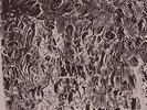 Natural Information Society - Automaginary