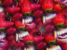 THEE OH SEES - FLOATING COFFIN (LP)