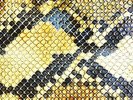 The Amazing Snakeheads: Amphetamine Ballads LP
