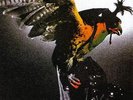 BUDGIE - IN FOR THE KILL * PSYCH HARD ROCK VINYL LP NEW