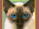 Blink 182 Cheshire Cat yellow/blue Splatter vinyl LP 33 rpm ltd ed