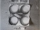 Satin Whale:  