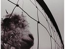 VS (Gatefold remastered and insert) [VINYL] Pearl Jam Vinyl