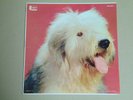 NM/EX WDL-3044 The Shaggy Dog purple label Disneyland Walt Disney LP Record