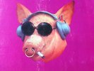 BLODWYN PIG-AHEAD RINGS OUT-PINK ISLAND ORIGINAL