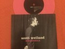 SCOTT WEILAND 