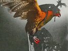 * BUDGIE * In For The Kill * Lp *
