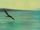 LP Chick Corea Return To Forever GERMANY ON LABEL NEAR MINT ECM Records