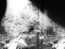 GODSPEED YOU BLACK EMPEROR Asunder Sweet and Other Distress 180gm Vinyl LP NEW