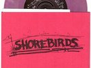 Shorebirds 