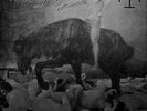 BLOOD AXIS The Gospel Of Inhumanity LP col,RED lim.250   Death in June Triarii