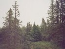 AUTUMN BELLS [VINYL] Gidge Vinyl
