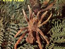 THE WEB Theraphosa Blondi BRITISH PROG PSYCH AKARMA TAPESTRY 180G LP LIM 250