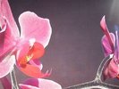 VARIOUS - Pop Ambient 2016 - Vinyl (LP + CD)
