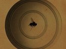 Sounds of Insects by Racker & Orphan (2015)***NEW*** FREE Shipping, Save £s