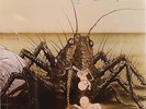 Birth Control-Operation German prog psych reissue lp ZYX label sealed