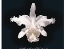 Aha Shake Heartbreak - Kings Of Leon (2013, Vinyl NEW) 180gm Vinyl