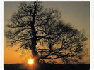 Mountain Goats - Sunset Tree [Vinyl New]