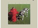 RUSH**SIGNALS (200 G/WITH DOWNLOAD)**VINYL