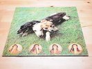 SWANS The World of Skin - Ten Songs For Another World 1990 vinyl LP Pre-WLFTMOI