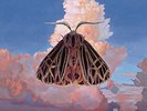 Chairlift: Moth LP