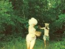 Harmlessness (2LP Set, Includ by The World Is a Beautiful Place (Format: Vinyl)