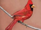 Alexisonfire - Old Crows/Young Cardinals