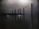 Om - Conference Of The Birds [Vinyl New]
