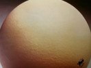 Egg - The Civil Surface Original First Press LP.