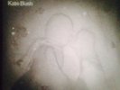 Kate Bush 50 Words Of Snow Vinyl Gatefold Double Album