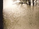 Bon Iver - For Emma, Forever Ago (LP)