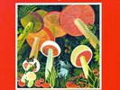 The Mutual Understanding - In Wonderland