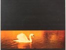 Avalon Sunset  Van Morrison Vinyl Record
