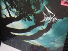 Rare Bird – Epic Forest LP