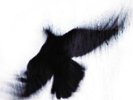 Blueneck - Fallen Host