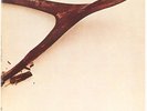 Wishbone Ash  Wishbone Ash Vinyl Record