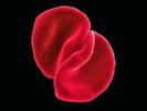 Peter Gabriel, Scratch My Back.  200 Gram Vinyl LP   