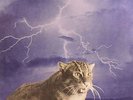 SMOG - Knock Knock - Vinyl (LP)