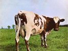 PINK FLOYD - Atom Heart Mother (Harvest SHVL 781)