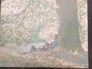 Yoko Ono - Plastic Ono Band LP / Sealed Apple US Pressing (John Lennon, Ringo)