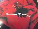 Smashing Pumpkins adore 1998