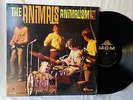 Animals 