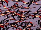 Deftones - Gore (2lp White Vinyl) (Limited Edition Vinyl) (New)